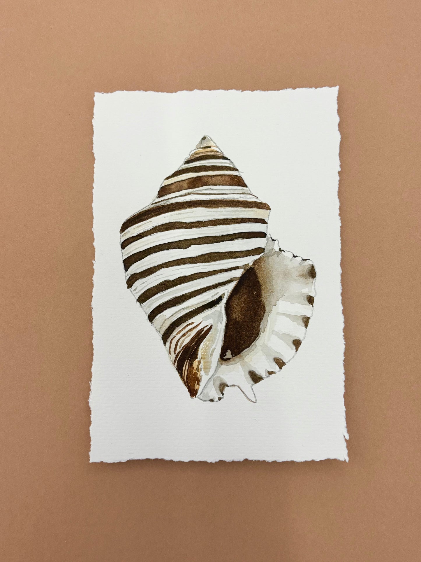Zebra Murex 1