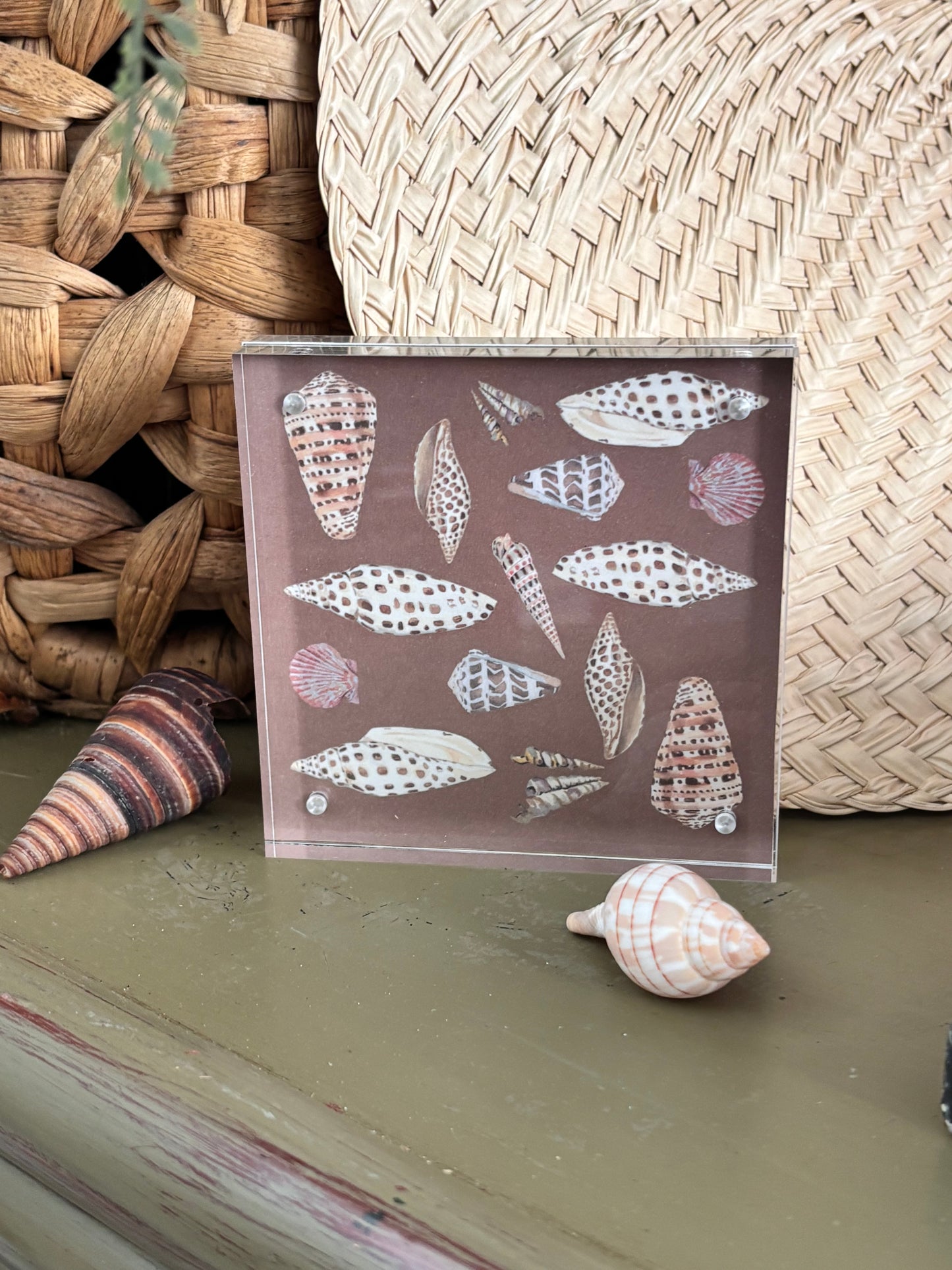 Cone Shell Block