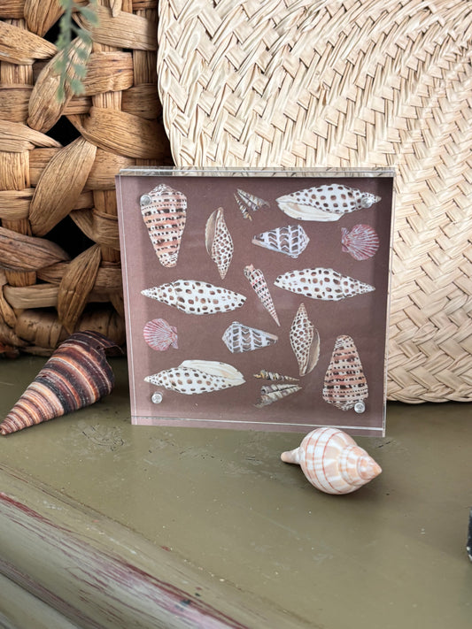 Cone Shell Block
