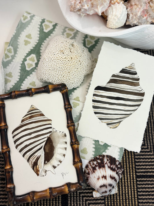 Zebra Murex 1