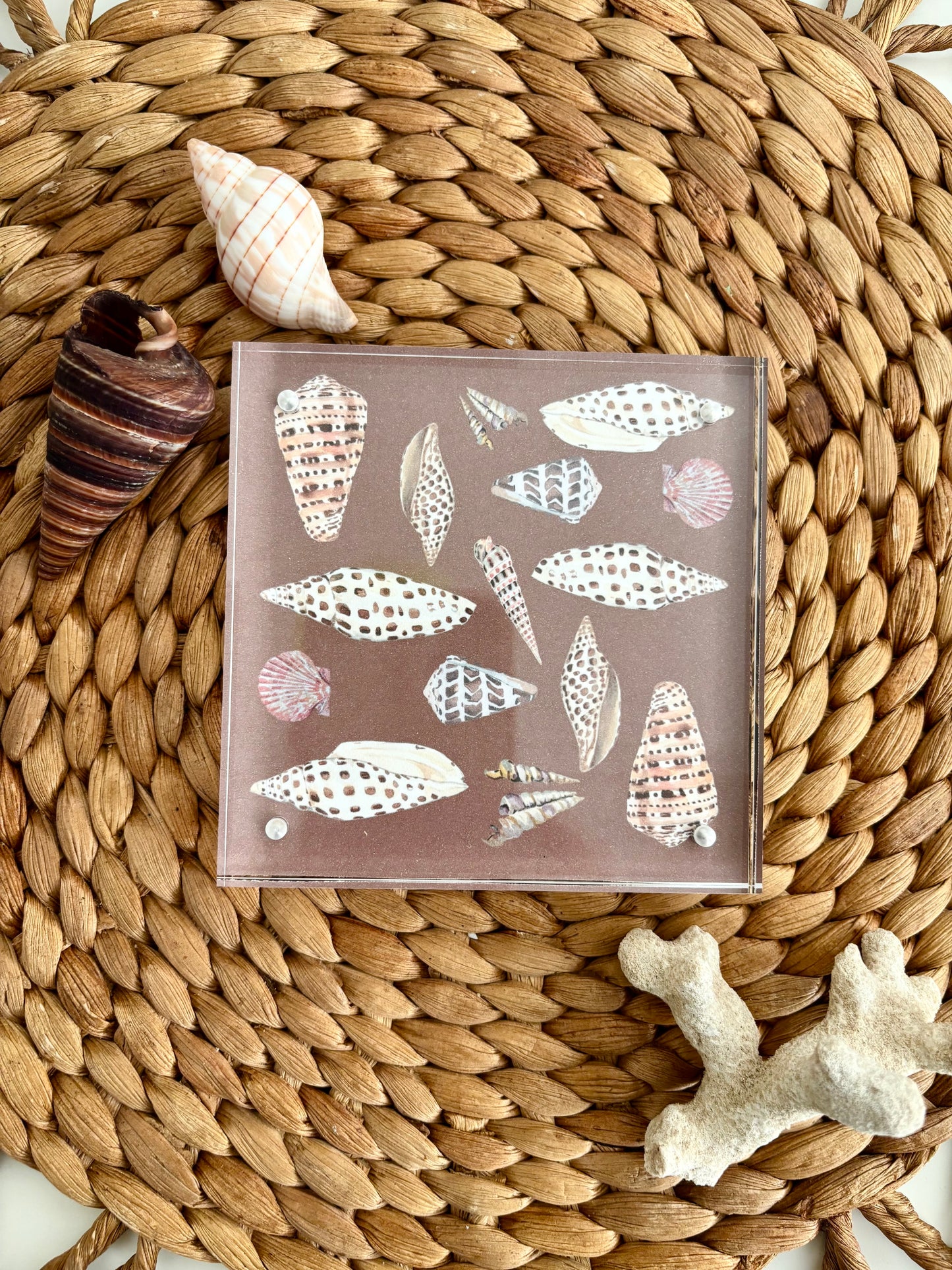 Cone Shell Block
