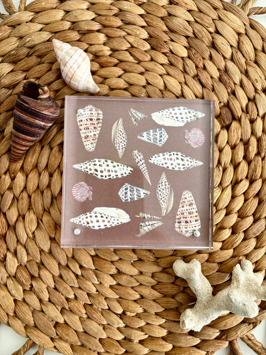 Cone Shell Block