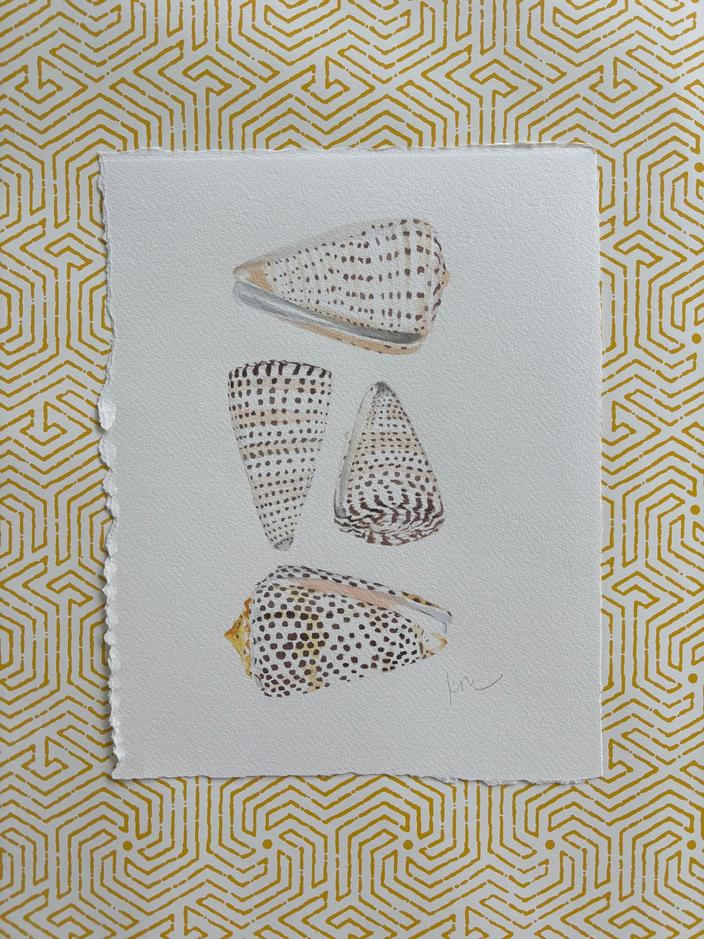 Junonia 4