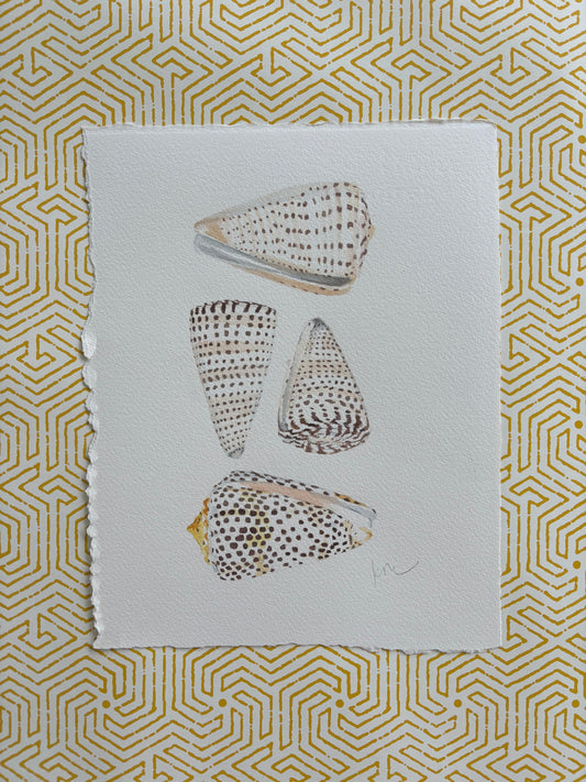 Junonia 4