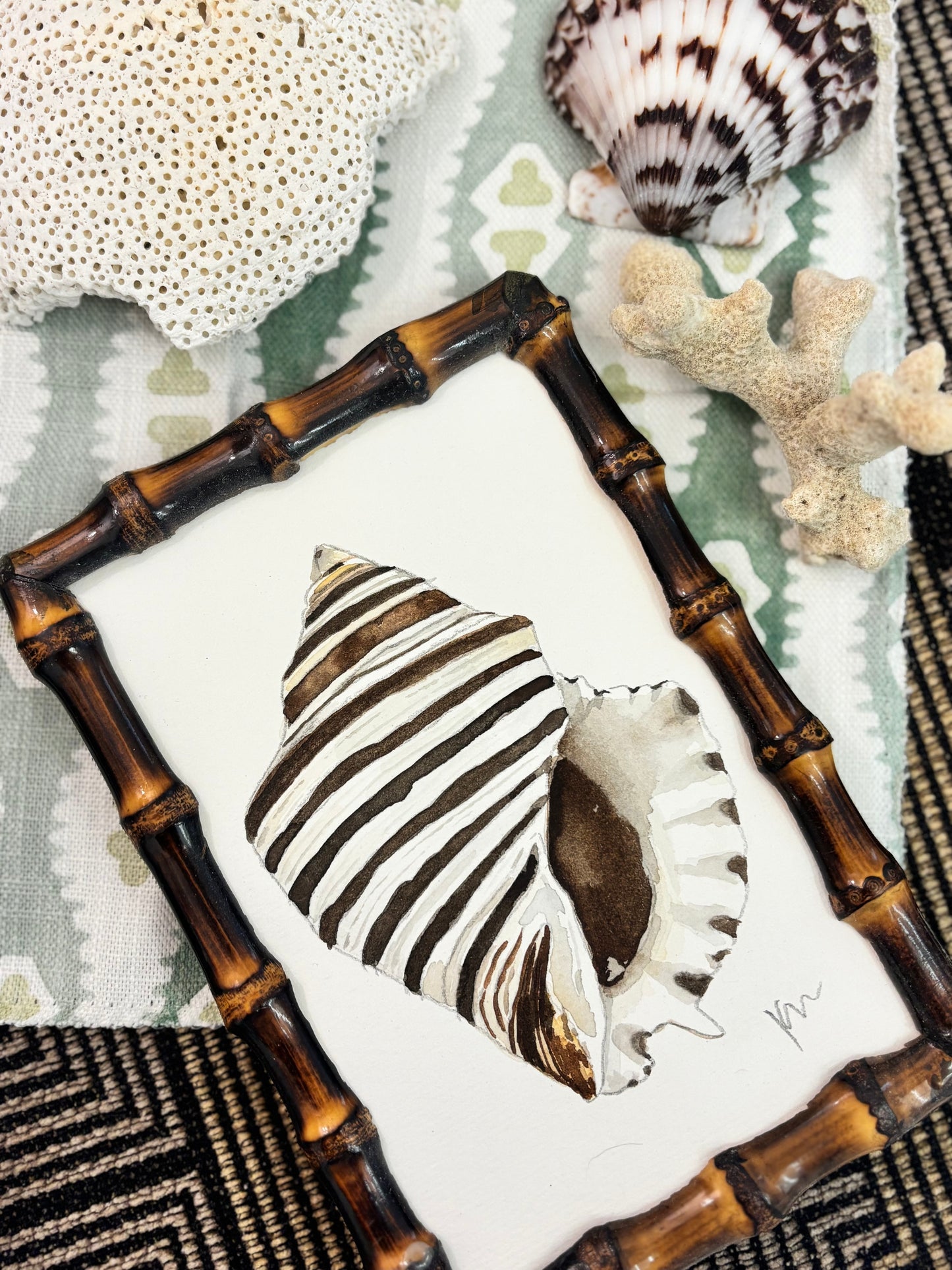Zebra Murex 1
