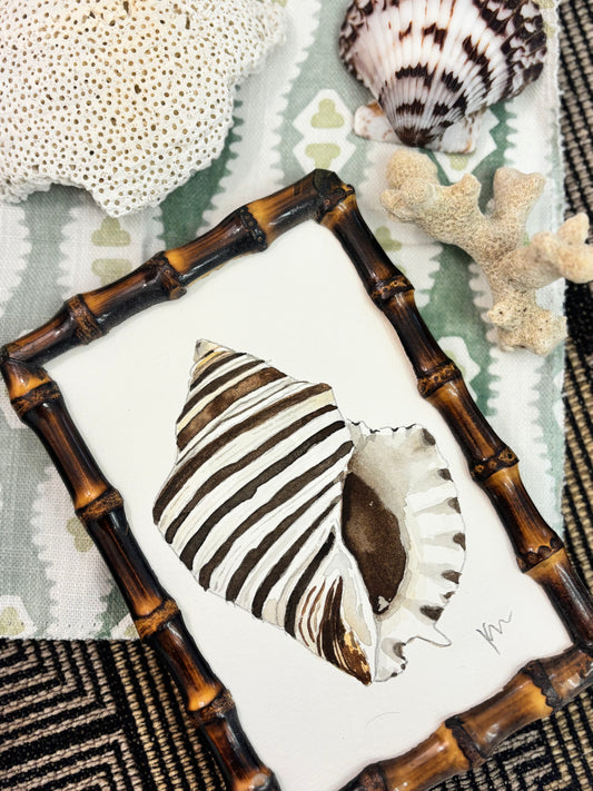 Zebra Murex 1