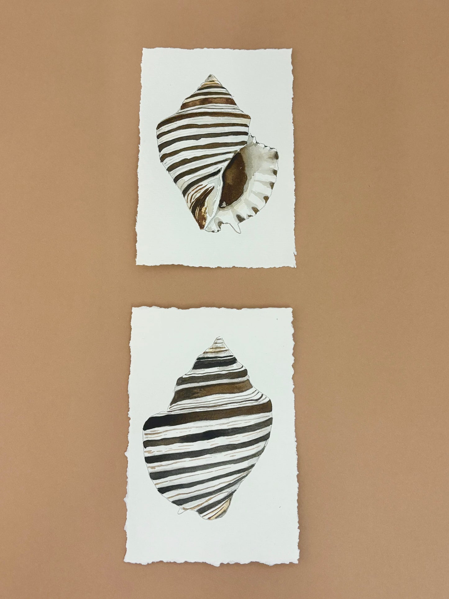 Zebra Murex 2
