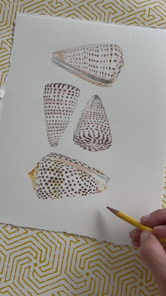 Junonia 4